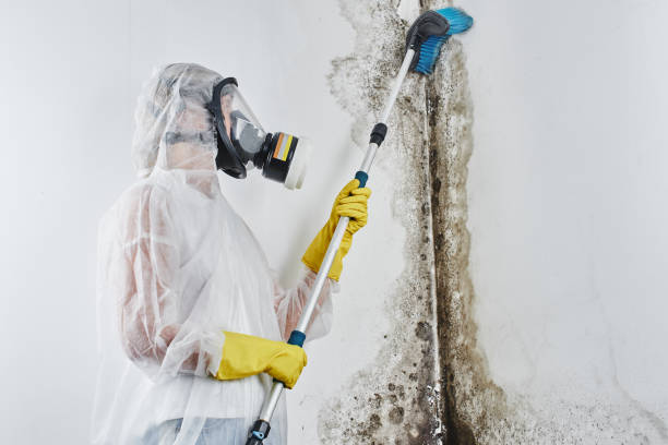 Best Mold Remediation for Schools in Fairmount, IN