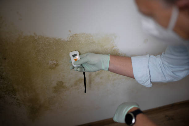 Best Bathroom Mold Remediation in Fairmount, IN