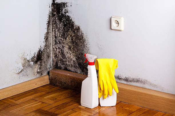 Best HVAC Mold Remediation in Fairmount, IN